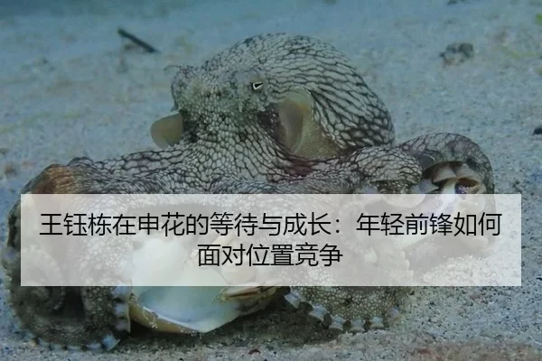王钰栋在申花的等待与成长：年轻前锋如何面对位置竞争
